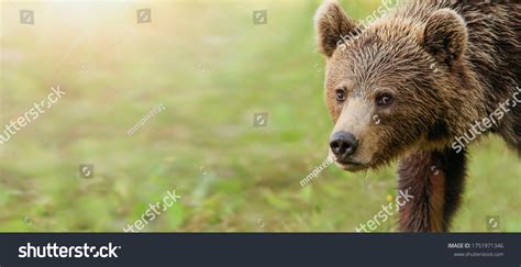 4,681 Grizzly Bear Eyes Images, Stock Photos & Vectors | Shutterstock