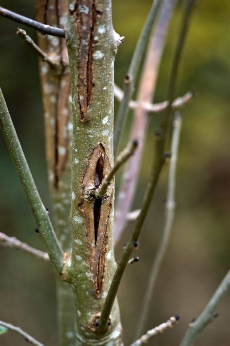 Ash Dieback is slowly ravaging trees in our woods and forests