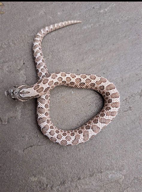 How lavender is he? : r/hognosesnakes