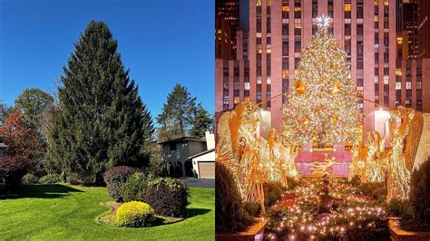 Has the Rockefeller Center Christmas tree for 2023 been chosen? Height ...