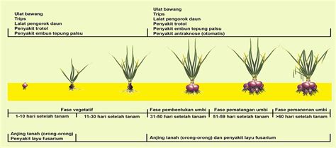 proses pertumbuhan bawang merah - James Lyman