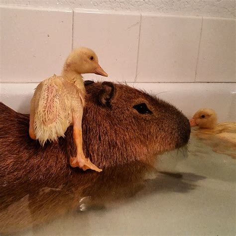 Genial Capybara Makes for a Good Jumping Off Point for Three Little ...