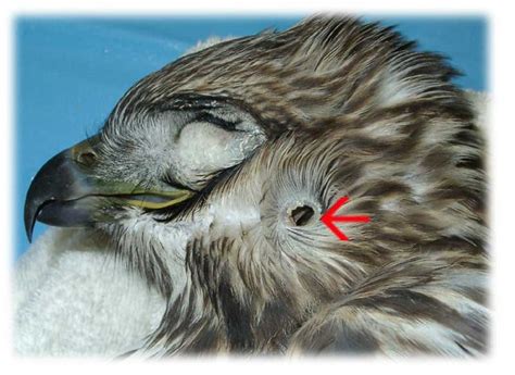 Ear anatomy of raptor birds. Examples of auricular feathers and external auditory meatus ...