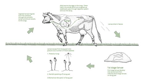 Lungworm | Diseases & Solutions | Farm Health First