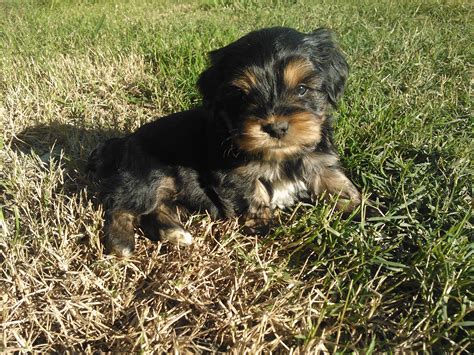 Corkie puppy posing for his close up! Puppy Pose, Cocker Spaniel ...