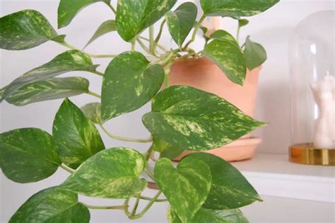 A Guide to Variegated Pothos: Care and 13 Types to Grow