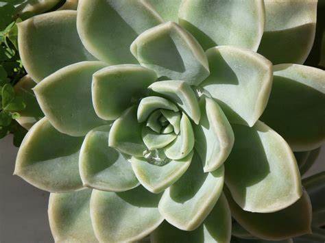 What Is A Succulent Plant – Succulent Vs. Cactus And Other Succulent ...