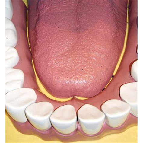 Chlorhexidine Oral Rinse Side Effects | Healthfully