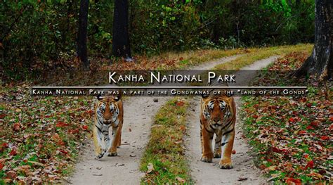 Kanha National Park Madhya Pradesh