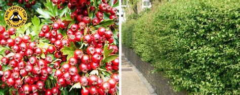 Hawthorn Hedge Pruning | Hopes Grove Nurseries