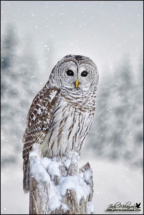 Barred Owl - Wildlife - Photo.net