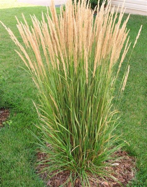 How to Maintain Ornamental Grass in Edmonton | Ornamental grasses, Grasses landscaping, Grasses ...