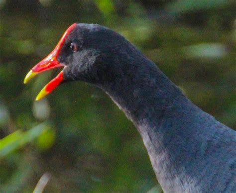 Cannundrums: Common Gallinule