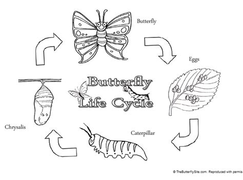 Life Cycle - Crunching Munching Caterpillar - A butterfly's life