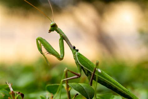 Praying Mantis Camouflage Stock Photos, Pictures & Royalty-Free Images ...