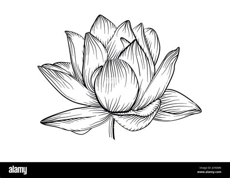 Update 72+ water lily vs lotus tattoo latest - in.cdgdbentre