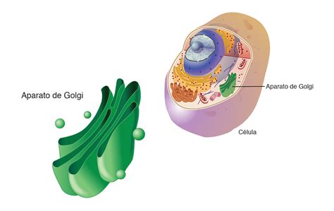 Aparato de Golgi | NHGRI