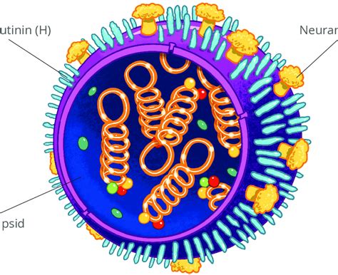 Three-dimensional structure of the influenza virus. | Download ...