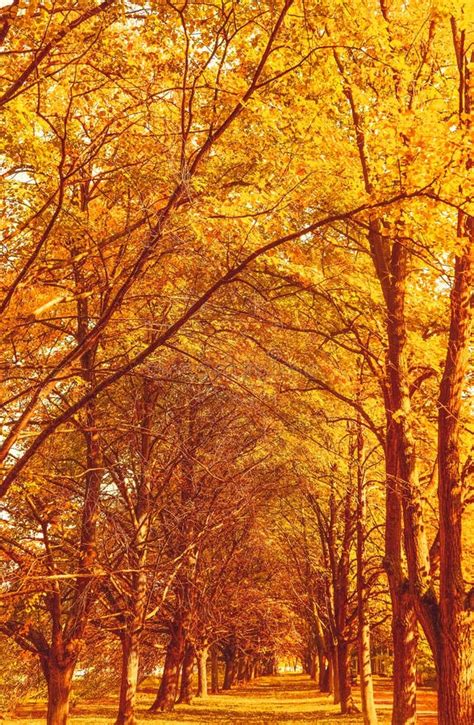 Beautiful Autumn Landscape Background, Vintage Nature Scene in Fall ...