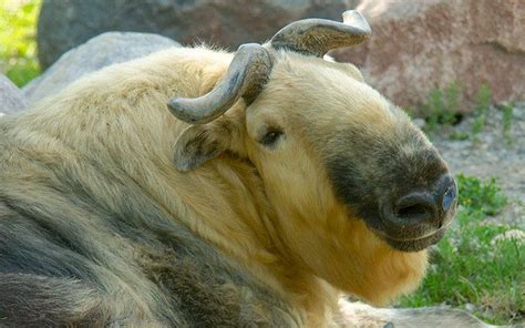 Pin by Jim Durham on Bhutan #1 Cattle Breeds | Goats, Animals, Antelope