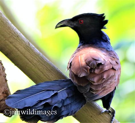 Greater Coucal – Jon Hardacre Nature Photography