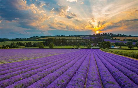 Lavender Fields, Taman Bunga Lavender Terbesar | Naviri Magazine