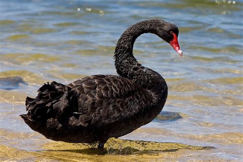 black swan - Wiktionary, the free dictionary