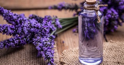 Does Lavender Really Help You Sleep Better?