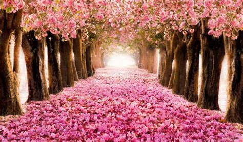 The Romantic Tunnel of Pink Flower Trees Stock Photo - Image of season, falling: 93135394