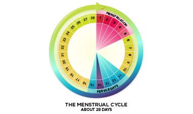 Menstrual Cycle Basics – Your Period