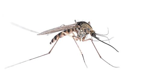 Mosquito Identification | How to Identify Mosquitoes in Illinois and ...