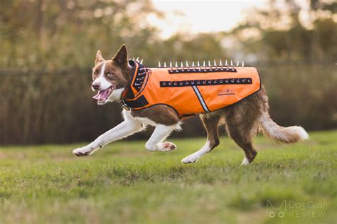 Coyote Vest - SpikeVest Review