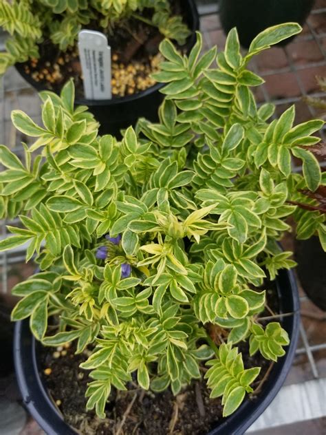 Variegated Jacob's Ladder • Kiwi Nurseries Ltd