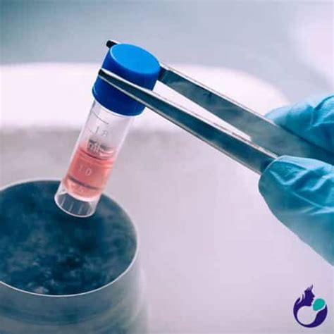 Vitrification in IVF Treatment Cycle | Natural Cycles With or Without