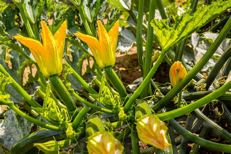 5 Tips for Growing Great Zucchini