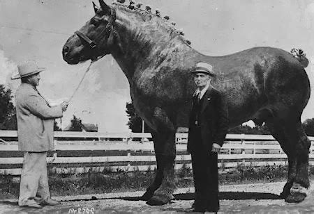 The Presurfer: The World's Largest Horse