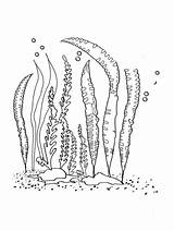 Free Printable Color Sheets For Seaweed  Coloring Sheet sketch template