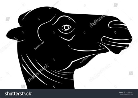 Camel Head Black White Silhouette Vector: vetor stock (livre de ...