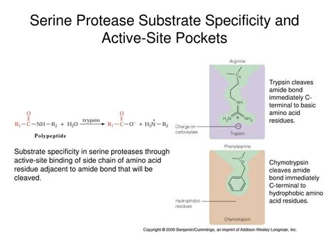 PPT - Enzyme Mechanisms PowerPoint Presentation, free download - ID:3783127