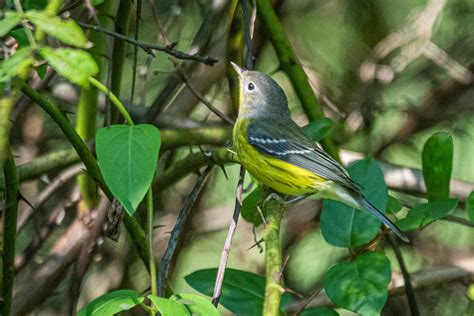 Bruce’s Birdtography: The Joys of Fall Migration – BWD Magazine