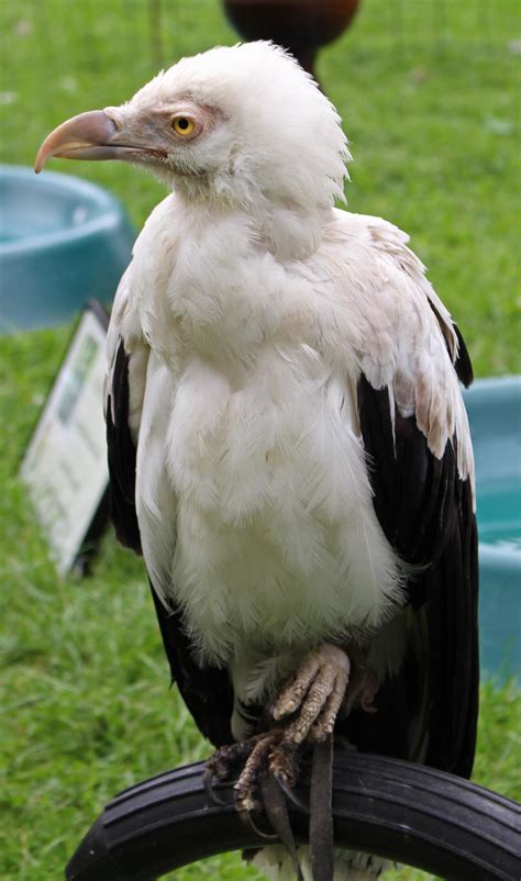 Palm-nut Vulture 4 by fuguestock on DeviantArt