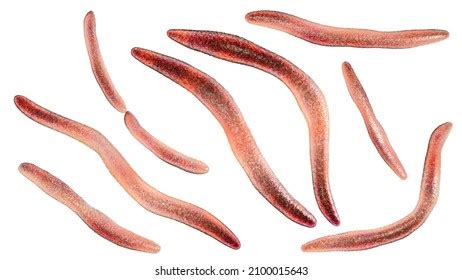 59 Fusobacterium Images, Stock Photos & Vectors | Shutterstock