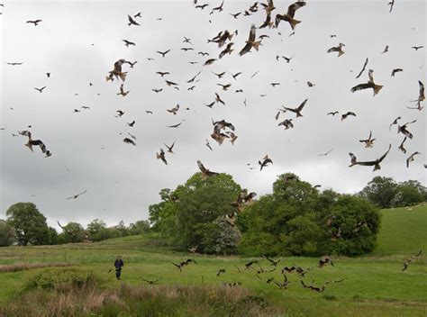 Discover Welsh animals and wildlife in Wales | Visit Wales