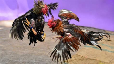 7 Best Fighting Chicken Breeds (With Pictures)