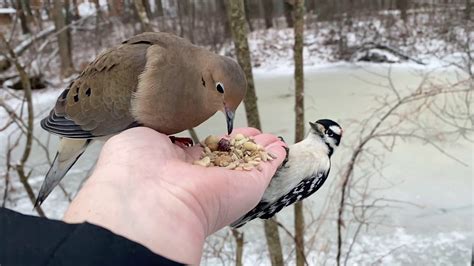 Hand-feeding Birds in Slow Mo - Mourning Dove, Downy Woodpecker - YouTube