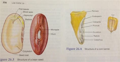 Monocot vs. Dicot Seed Anatomy | Sementes