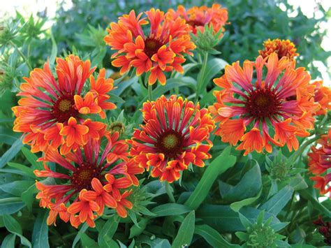 17 Vibrant Perennials That Bloom All Summer for a Colorful Garden ...