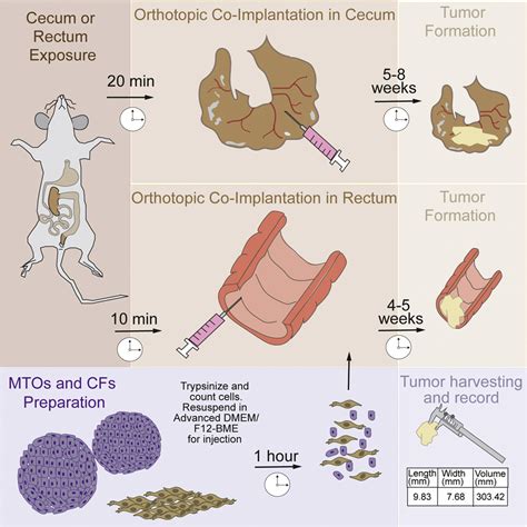 Cell Press: STAR Protocols