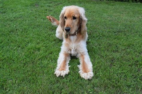 Cocker Sheltie (Cocker Spaniel & Shetland Sheepdog Mix) Info, Pictures | Hepper