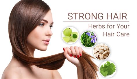 5 Proven Herbs and Oils For Beautiful and Stronger Hair - Herbline